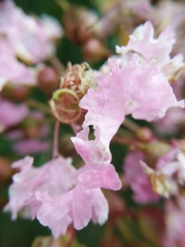 西安桃花潭公园