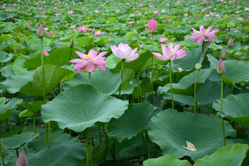 夏日荷花