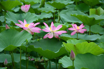 夏日荷花