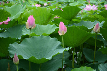 夏日荷花