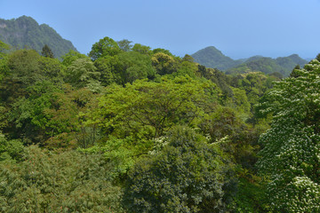 青城山林海