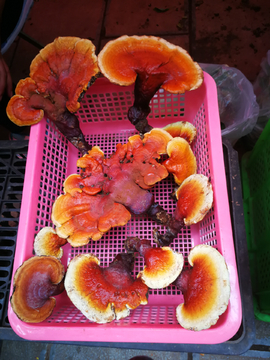 野生菌