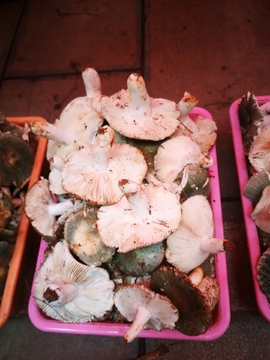 野生菌