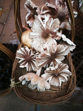 野生菌