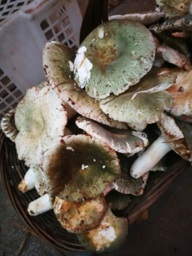野生菌