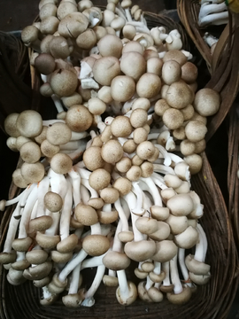 野生菌