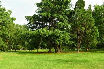 公园树林