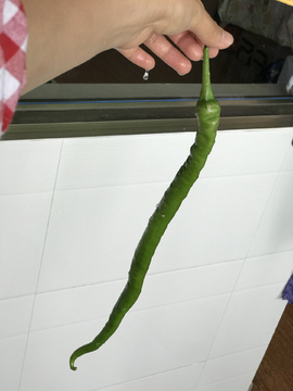 辣椒 青椒 线椒