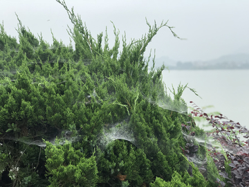 江南烟雨 湖水 雨滴