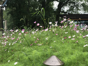 野花 青草地 风景 大自然