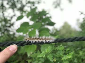 自然 毛毛虫