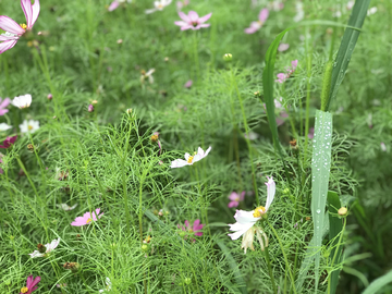 花卉 小花朵 青草