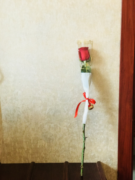玫瑰花 花卉 礼品
