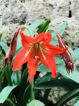 红花 大红花 红色的花朵
