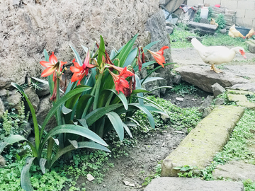 花卉