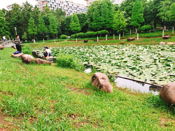 荷叶 水塘