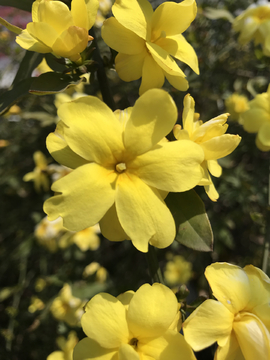 迎春花 绽放的花朵 花卉