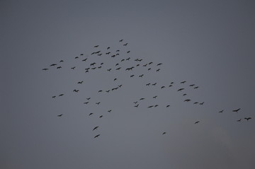 一大群鸟在天空下飞翔