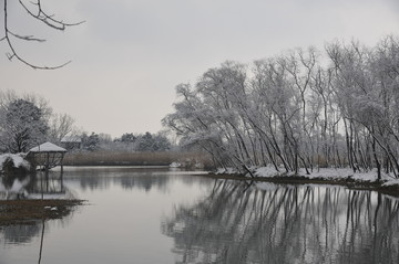 冬季湖水倒映着树木的剪影