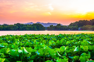 西湖夕阳