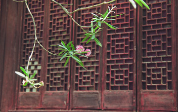 中式古门窗