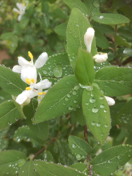 小雨的足迹