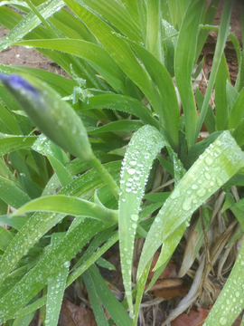 小雨的足迹