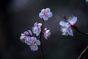 梅花