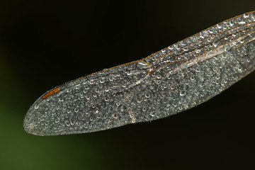 布满水珠的蜻蜓翅膀纹理