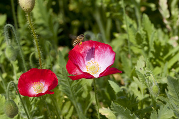 虞美人花和蜜蜂