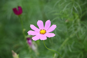 格桑花