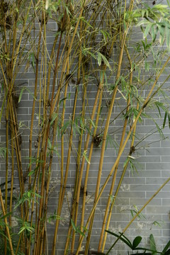 竹子砖墙