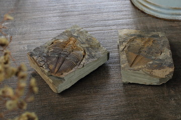 西藏珠峰三叶虫化石