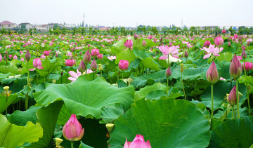 荷花海洋
