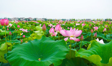 荷花