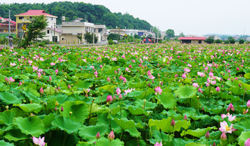 荷花风景