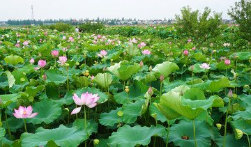 荷塘风景