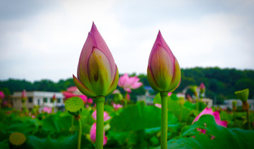 荷花玉立