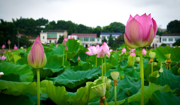 红荷