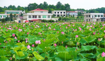 荷花基地
