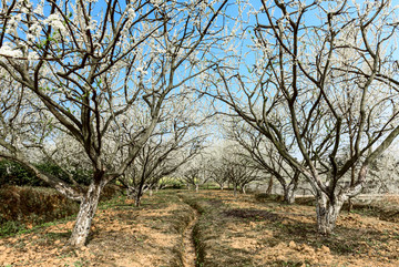 李子树