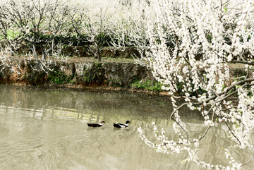 李子树池塘放养鸭