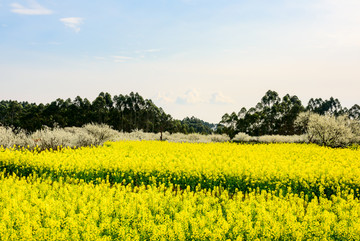 油菜花