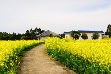 油菜花