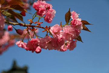 山东青岛中山公园樱花