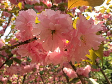 山东青岛植物园樱花