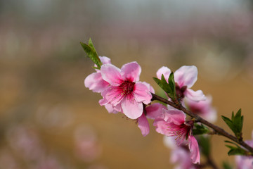 桃花特写