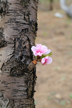 桃花特写树干上的花朵