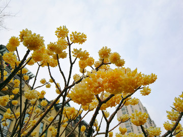 金黄色的结香花