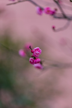 梅花梅园梅花树